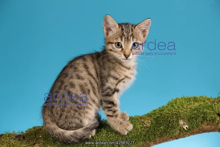  : Cat - tabby kitten sitting on tree branch