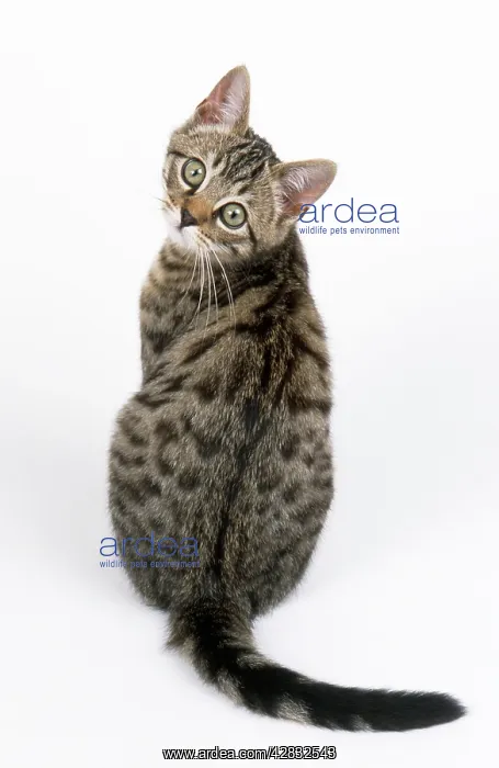 : CAT - Tabby kitten, sitting, back view : CAT - Tabby kitten, sitting, back view