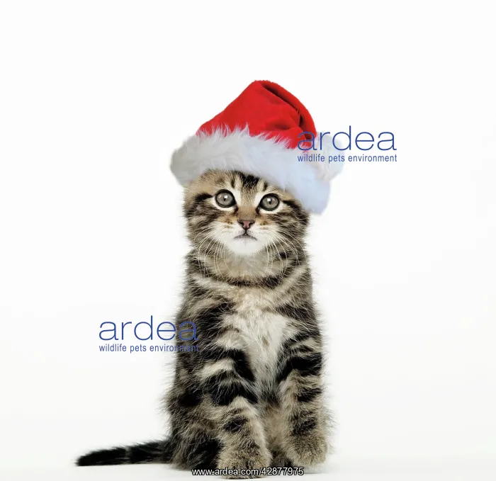 : Cat - Tabby kitten sitting down wearing Christmas hat : Cat - Tabby kitten sitting down wearing Christmas hat