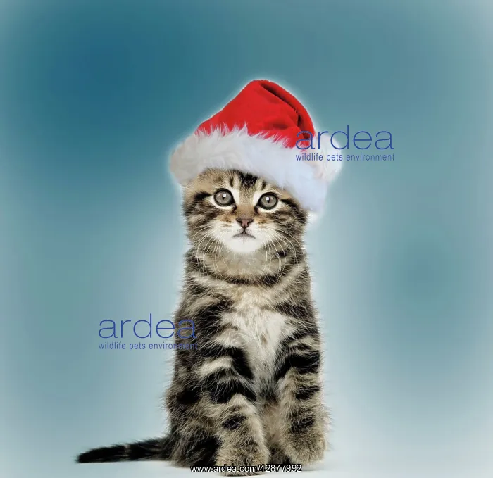 : Cat - Tabby kitten sitting down wearing Christmas hat : Cat - Tabby kitten sitting down wearing Christmas hat
