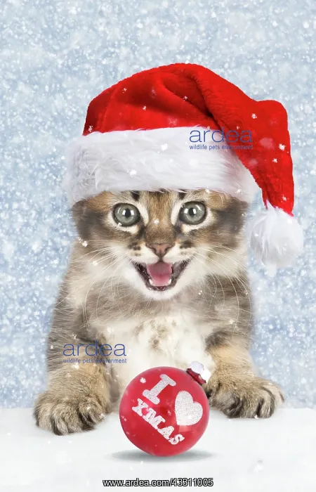 : Cat Tabby kitten in snow wearing Christmas hat about : Cat Tabby kitten in snow wearing Christmas hat about
