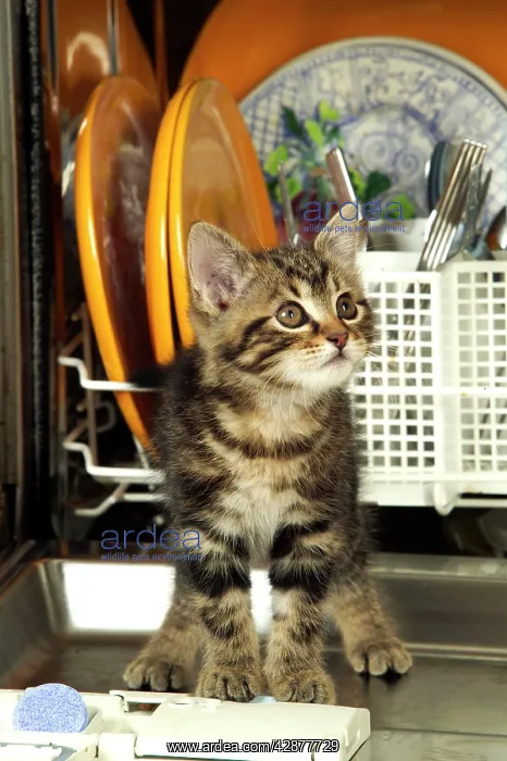: CAT - Tabby kitten standing in dishwasher : CAT - Tabby kitten standing in dishwasher