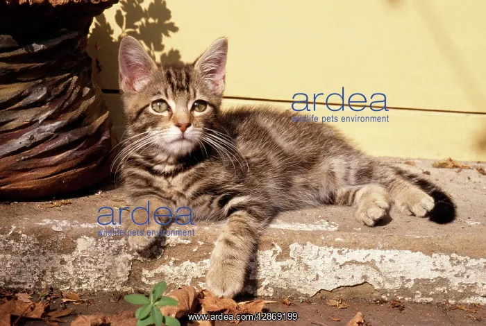  : CAT - Tabby Kitten - on step