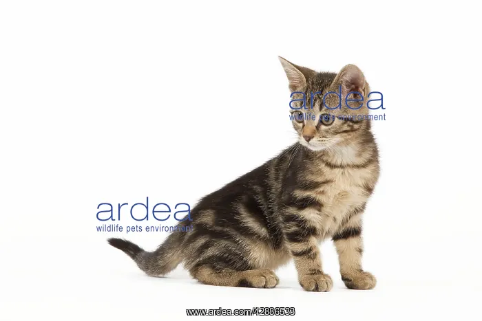  : Cat - tabby kitten in studio