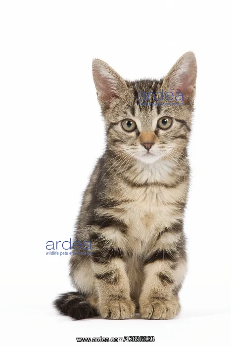 : Cat - tabby kitten in studio