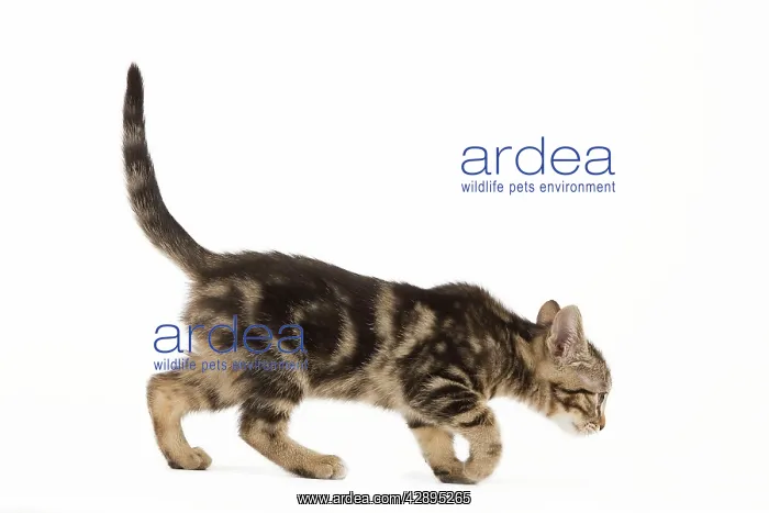 : Cat - tabby kitten in studio