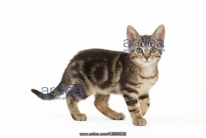  : Cat - tabby kitten in studio
