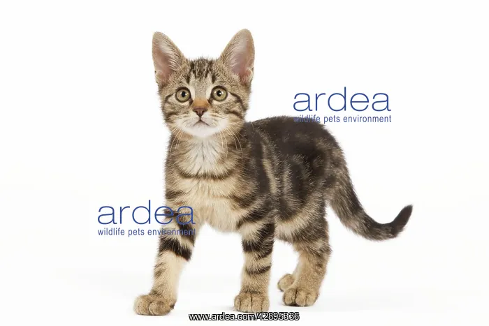  : Cat - tabby kitten in studio
