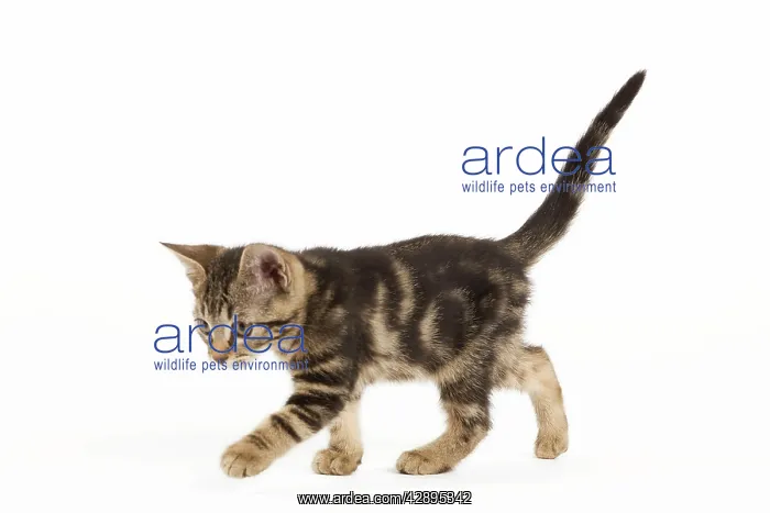  : Cat - tabby kitten in studio