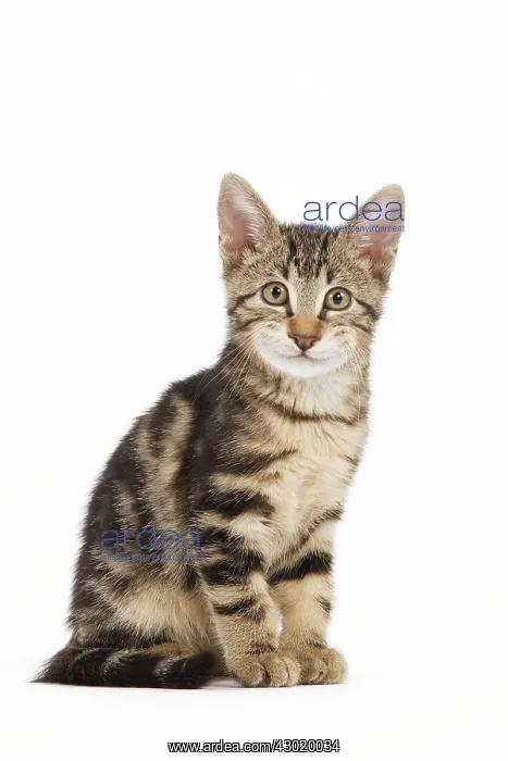 : Cat - tabby kitten in studio : Cat - tabby kitten in studio
