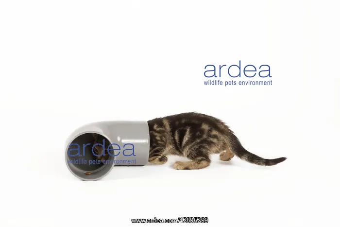 : Cat - tabby kitten in studio investigating pipe : Cat - tabby kitten in studio investigating pipe