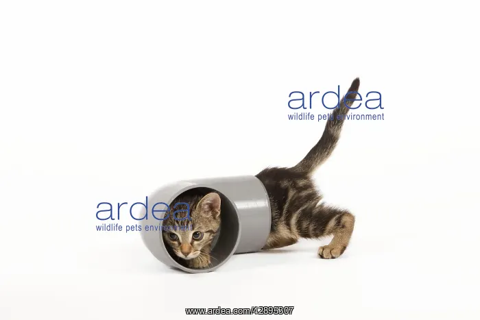 : Cat - tabby kitten in studio investigating piping : Cat - tabby kitten in studio investigating piping