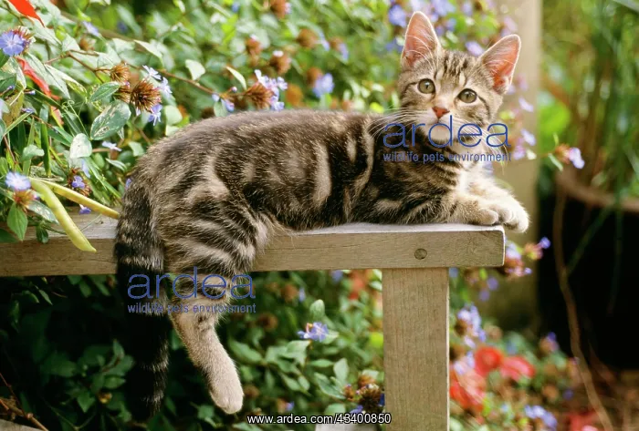 : CAT - Tabby Kitten - on table, with hind leg and : CAT - Tabby Kitten - on table, with hind leg and