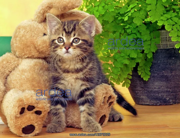  : CAT - Tabby Kitten with teddy bear