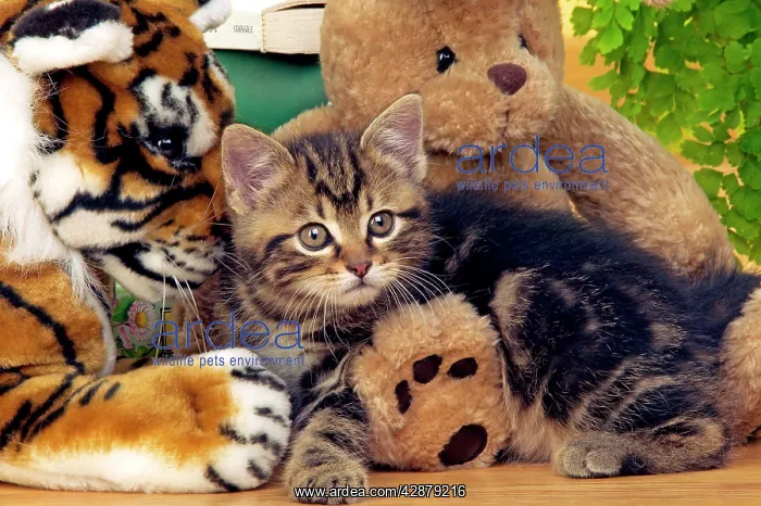  : CAT - Tabby Kitten with teddy bear