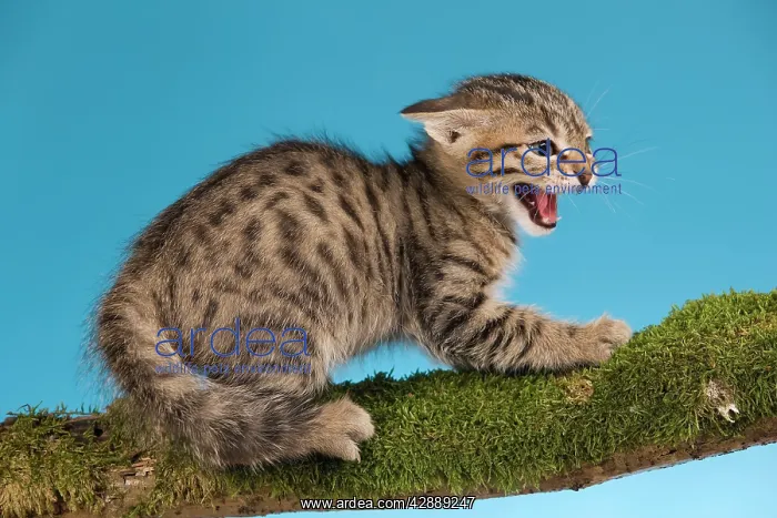 : Cat - tabby kitten on tree branch in defensive : Cat - tabby kitten on tree branch in defensive