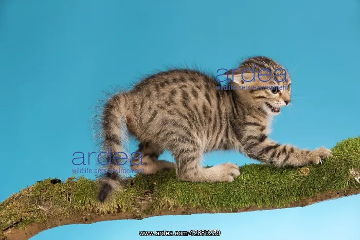 : Cat - tabby kitten on tree branch in defensive : Cat - tabby kitten on tree branch in defensive