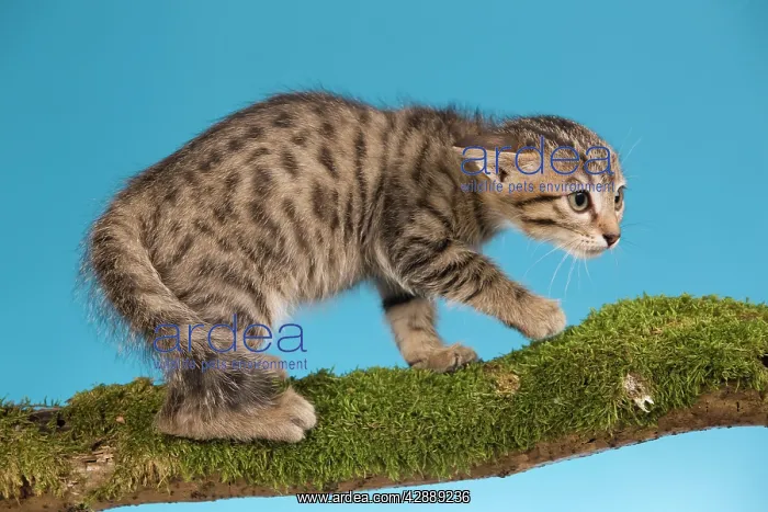 : Cat - tabby kitten on tree branch in defensive posture : Cat - tabby kitten on tree branch in defensive posture