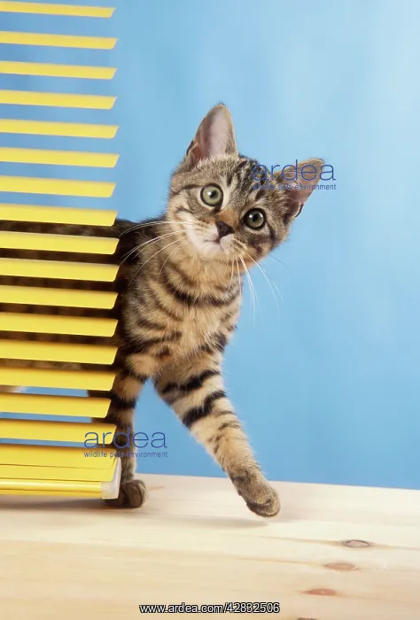  : CAT - Tabby kitten, by venetian blind