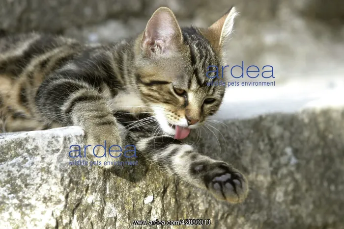  : Cat - Tabby kitten washing