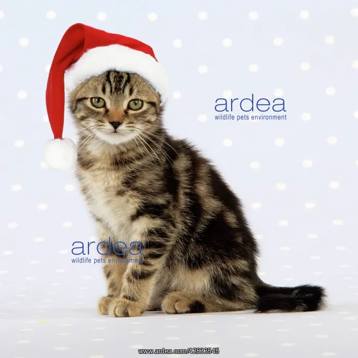 : Cat - tabby kitten wearing Christmas hat : Cat - tabby kitten wearing Christmas hat