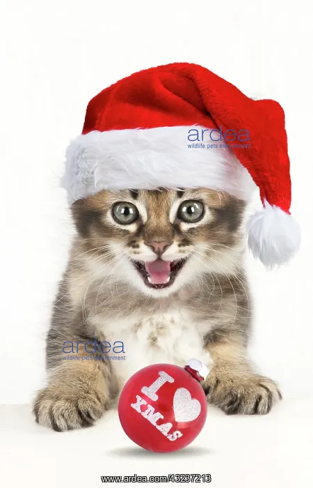 : Cat Tabby kitten wearing Christmas hat about 7 weeks old : Cat Tabby kitten wearing Christmas hat about 7 weeks old