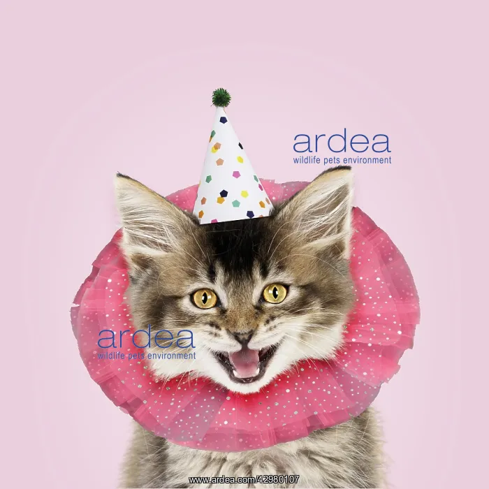 : CAT. Tabby kitten wearing clown ruff and party : CAT. Tabby kitten wearing clown ruff and party