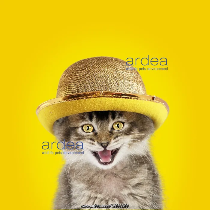 : CAT. Tabby kitten wearing gold bowler hat, mouth : CAT. Tabby kitten wearing gold bowler hat, mouth