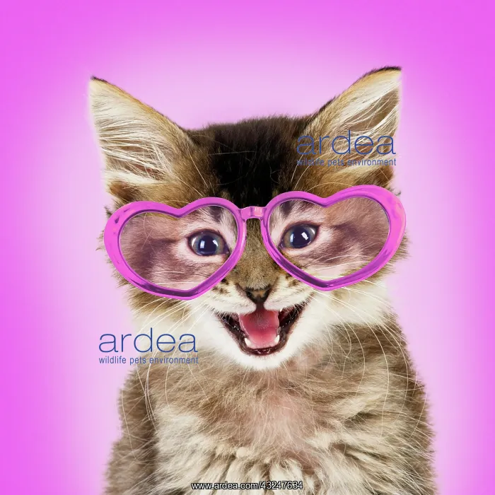 : Cat - Tabby kitten wearing pink heart shaped glasses : Cat - Tabby kitten wearing pink heart shaped glasses