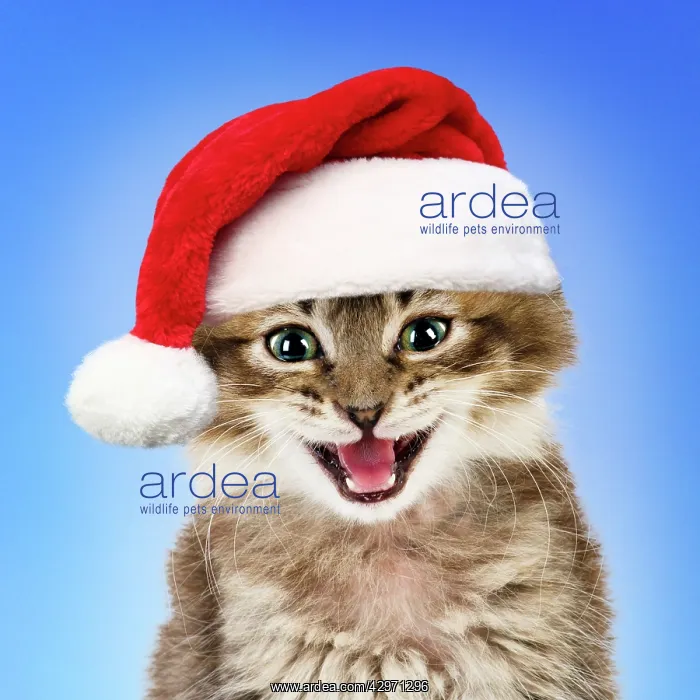: Cat - Tabby kitten wearing red Christmas Santa hat : Cat - Tabby kitten wearing red Christmas Santa hat