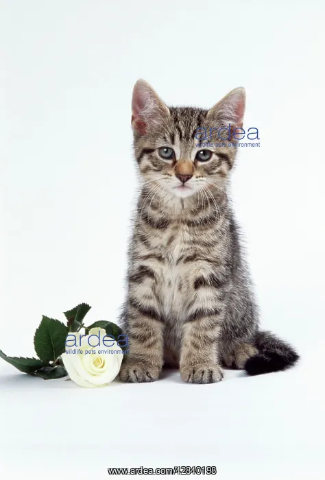 : CAT - tabby kitten with white rose : CAT - tabby kitten with white rose