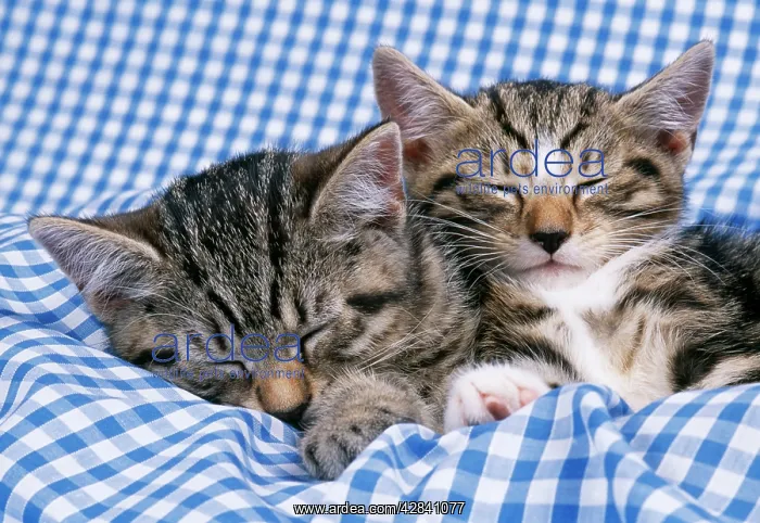 : CAT - Tabby kittens asleep on blue gingham : CAT - Tabby kittens asleep on blue gingham