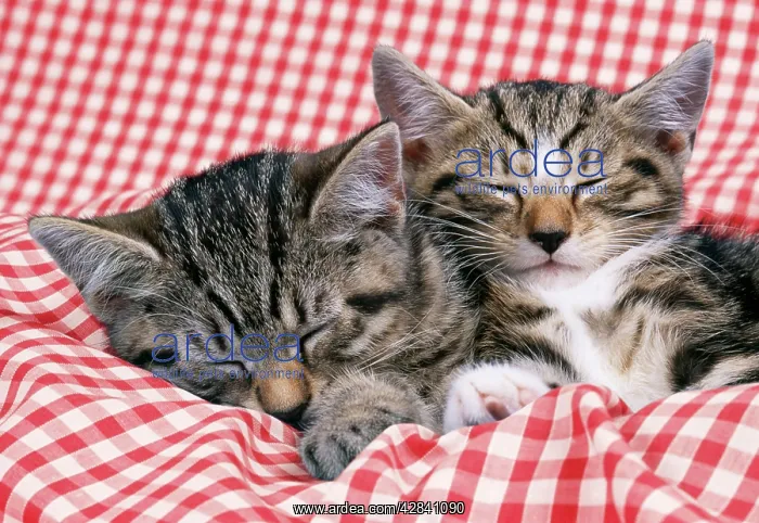 : CAT - tabby kittens asleep on gingham : CAT - tabby kittens asleep on gingham