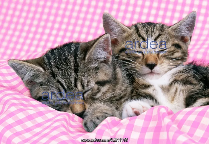 : CAT - tabby kittens asleep on gingham : CAT - tabby kittens asleep on gingham