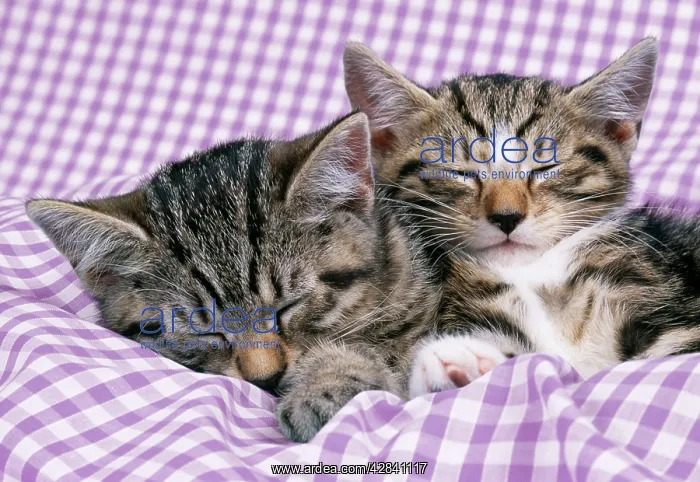 : CAT - tabby kittens asleep on gingham : CAT - tabby kittens asleep on gingham