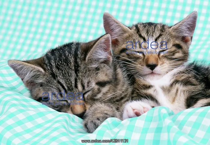 : CAT - tabby kittens asleep on gingham : CAT - tabby kittens asleep on gingham