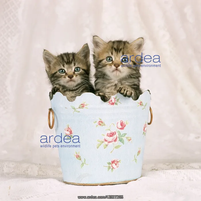  : CAT - Two tabby kittens in flowery pot