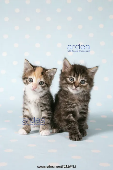 : Cat - Two tabby kittens sitting together : Cat - Two tabby kittens sitting together