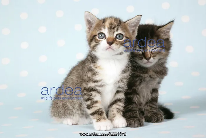 : Cat - Two tabby kittens sitting together, one sleepy : Cat - Two tabby kittens sitting together, one sleepy