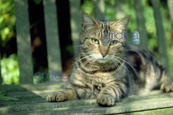  : Cat - tabby lying on bench