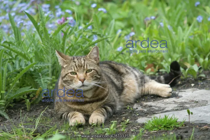  : Cat - Tabby lying down in garden