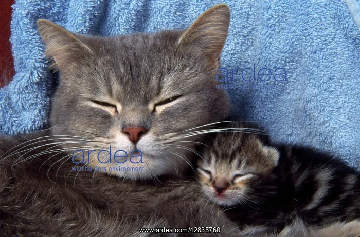 : CAT - Tabby mother and kitten asleep : CAT - Tabby mother and kitten asleep