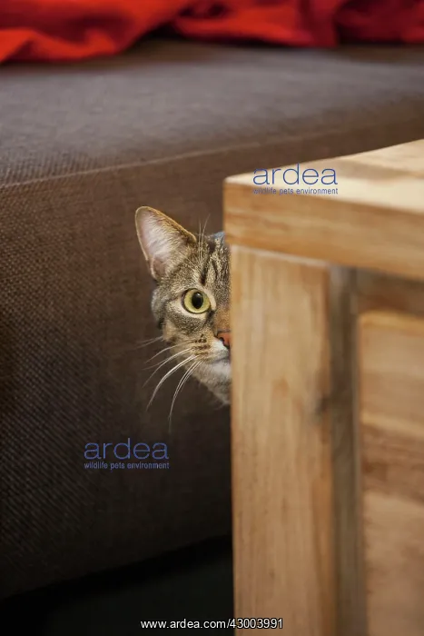  : Cat tabby peeking around corner