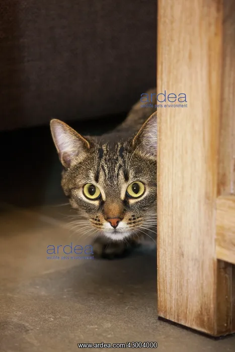  : Cat tabby peeking around corner