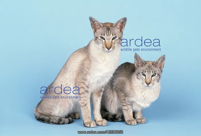 : CAT - Two Tabby Point Siamese : CAT - Two Tabby Point Siamese