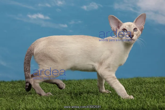  : Cat - Tabby Seal Point
