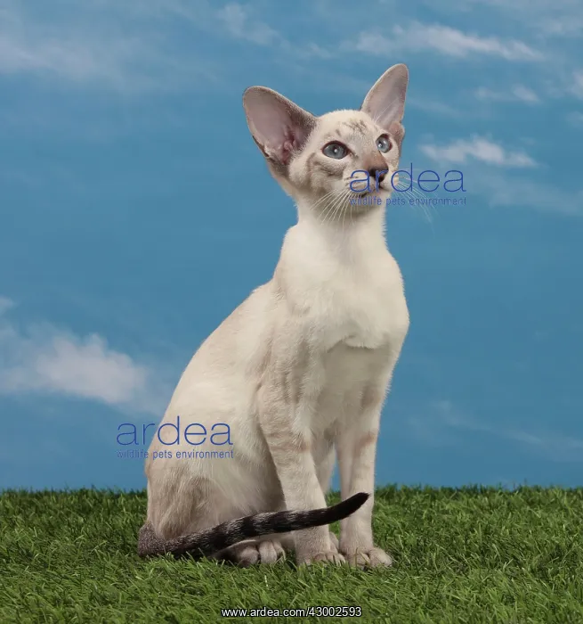  : Cat - Tabby Seal Point