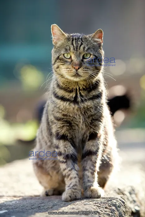  : Cat - Tabby sitting on stone wall