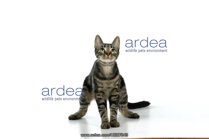  : CAT, tabby, standing up with paws in the air, da