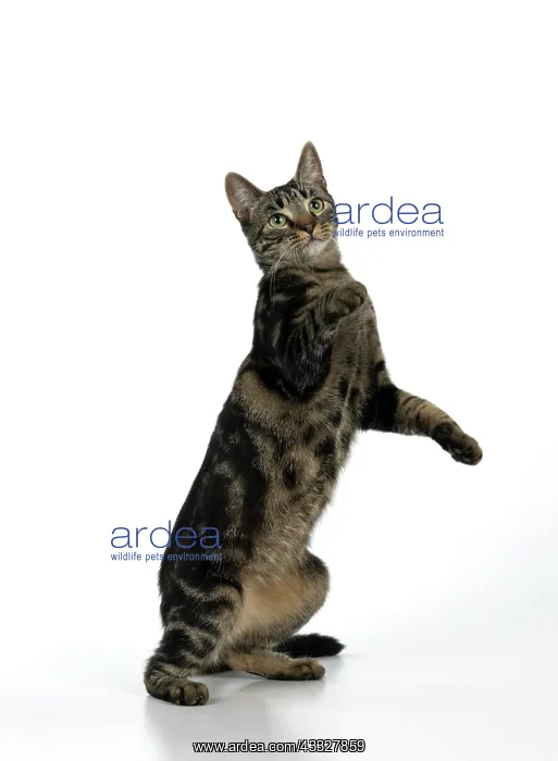: CAT, tabby, staning up with paws in the air, dan : CAT, tabby, staning up with paws in the air, dan